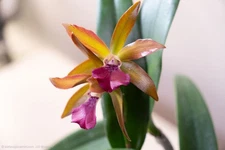 Bc. Thonburi (C. Chocolate Drop x Binosa) SVO Cattleya Orchid Bloomed already