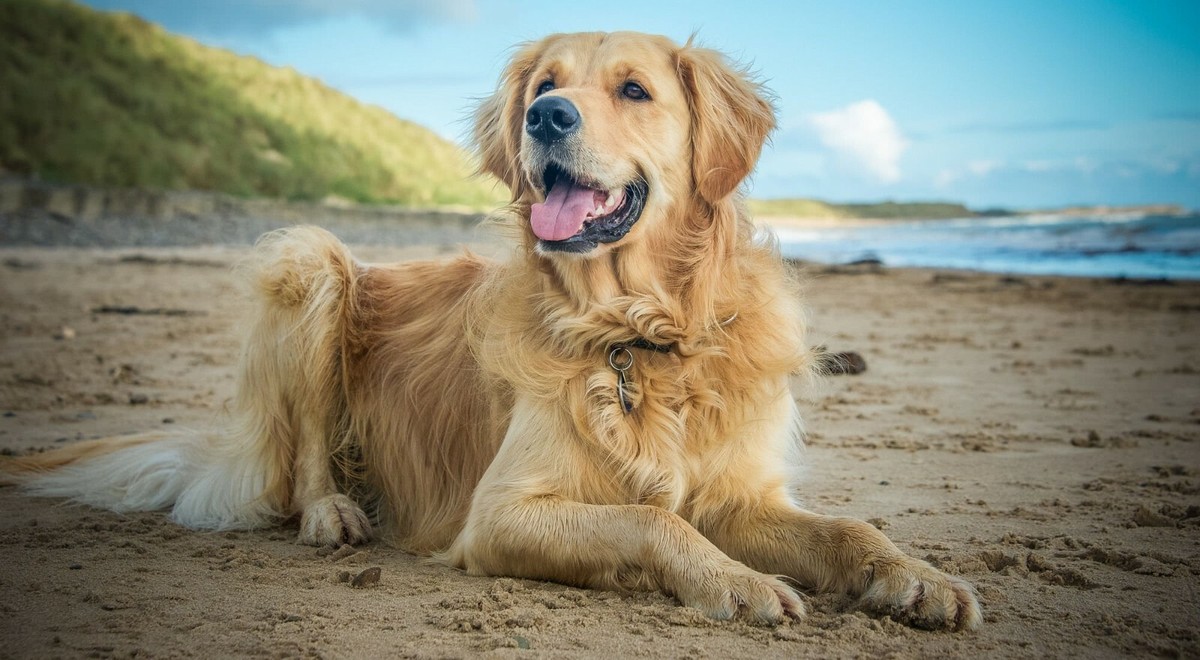 canine