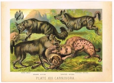 ANTIQUE PRINT VINTAGE 1880 CHROMOLITHOGRAPH ANIMAL HYENA STRIPED AARD WOLF