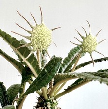 Dorstenia crispa 100 SEEDS - Dorstenia | Crisped Dorstenia