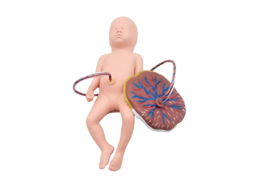Advanced Medical Teaching Series Model Delivery Childbirth Mechanism Manikin - Picture 4 of 11