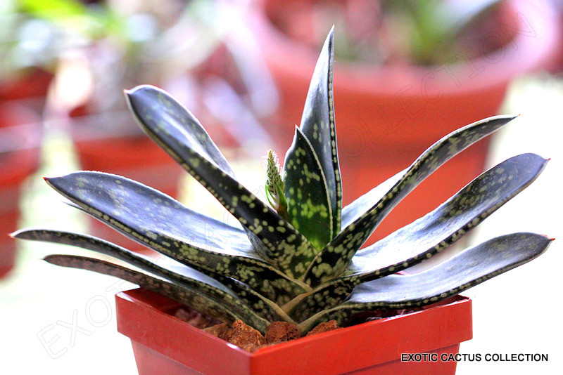 aloe plant price Buy 'Large Aloe Vera Plants - Aloe barbadensis' Care and Growing Guide