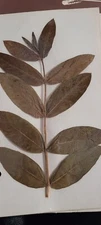 3 pressed leaves from 1970's