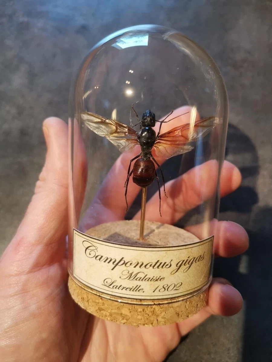 Insect globes 2024