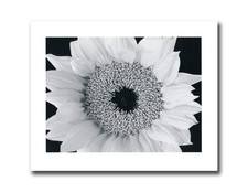 Yellow Sunflower B/W Photo Wall Picture 8x10 Art Print