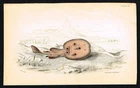 Antique Electric Ray Print – 19th Century Hand-Colored Torpedo Fish Engraving