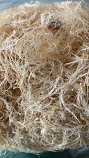 5 lbs. 100 Raw Natural Wild Crafted Golden Sea Moss Dr. Sebi Recommended New