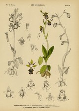 Antique Print-Natural history-botanical-orchid-Ophrys speculum.-Camus-1921