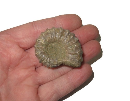 Cretaceous ammonite fossil Douvilleiceras mamillatum Madagascar 1 per bid - Picture 6 of 6