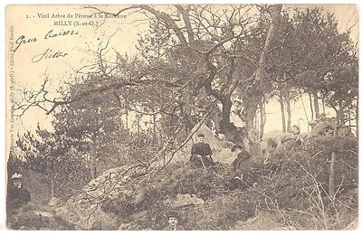 CPA 91 - MILLY (Essonne) - 1. Alter Perona-Baum in der Garenne - einfacher Rücken