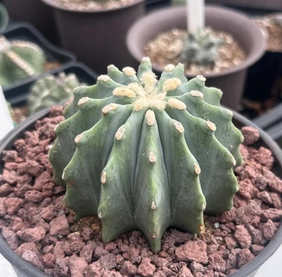 1AM SUCCULENTS Rare Cactus - Ferocactus Glaucescens Inermis (3"-4")