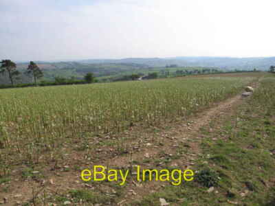 Foto 6x4 Schafe fehl am Platz Llanbadarn Fynydd A Mutterschaf und ihre zwei Lämmer ar c2008