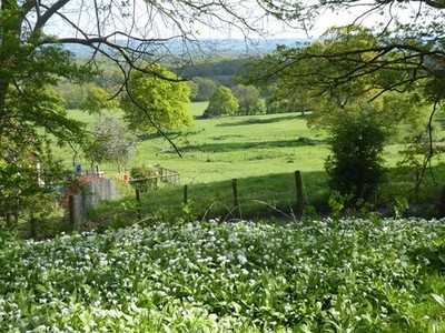 Foto 6x4 Ramsons im alten Obstgarten in Riverhill Himalayan Gardens Hubba c2017