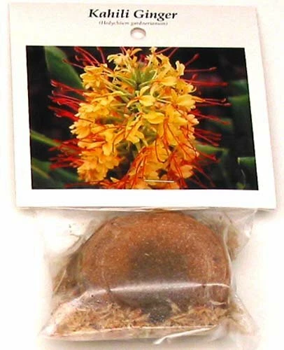 HAWAIANO KAHILI AMARILLO JENGIBRE HEDYCHIUM GARDNERIANUM RAÍZ DE PLANTA 1 RAÍZ POR PAQUETE Foto 2 de 4