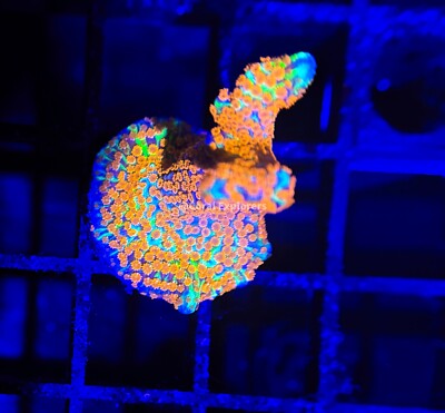 CE- Almost WYSIWYG - Bubble Gum Digi Frag- Frag Live Coral Frag LPS SPS