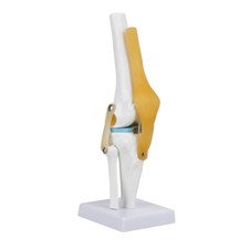 Life Size Human Knee Joint Model For Skeleton Anatomy Study Teach With Ligament