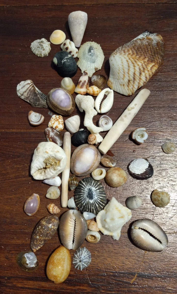 海贝壳套件| eBay