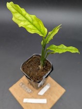 Monstera Obliqua