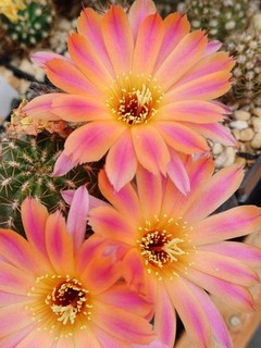 Hildewintera Hybride Chamaecereus Chipmunk Topf Echinopsis Lobivia