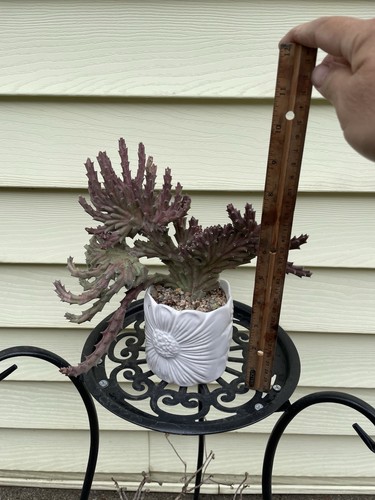 Crested Orbea Variegated stapelia Starfish-flower Shipped With Bare Rooted - Picture 14 of 18