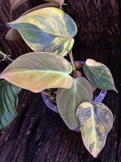 Ultra Premium Philodendron Micans Tri Highly Variegated Stem Rare Plant 🪴