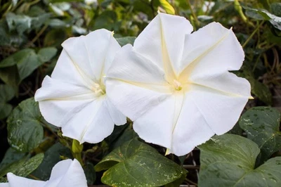 SEEDVILLE USA 50 MOONFLOWER MORNING GLORY White Moon Flower Ipomoea Alba Flower Vine Seeds