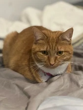 Keranique Overnight Hair Thickening Scalp Serum - 2 oz New