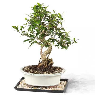 Golden Gate Ficus Bonsai Tree Indoor Plant in Ceramic Bonsai Pot Container, 10 Y