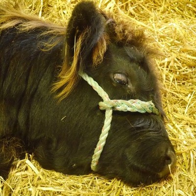 Foto 6x4 Highland Calf Ratho Station Getting some zzzs in while mama is a c2017