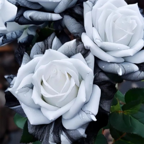 20pcs Rare Ink Rose Seeds - Non-GMO Heirloom Variety for Your Garden - Picture 3 of 4
