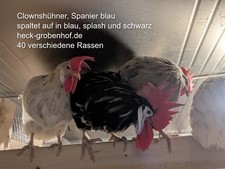 12 Bruteier Clownshühner, blaue Spanier im Spezialkarton Hühner