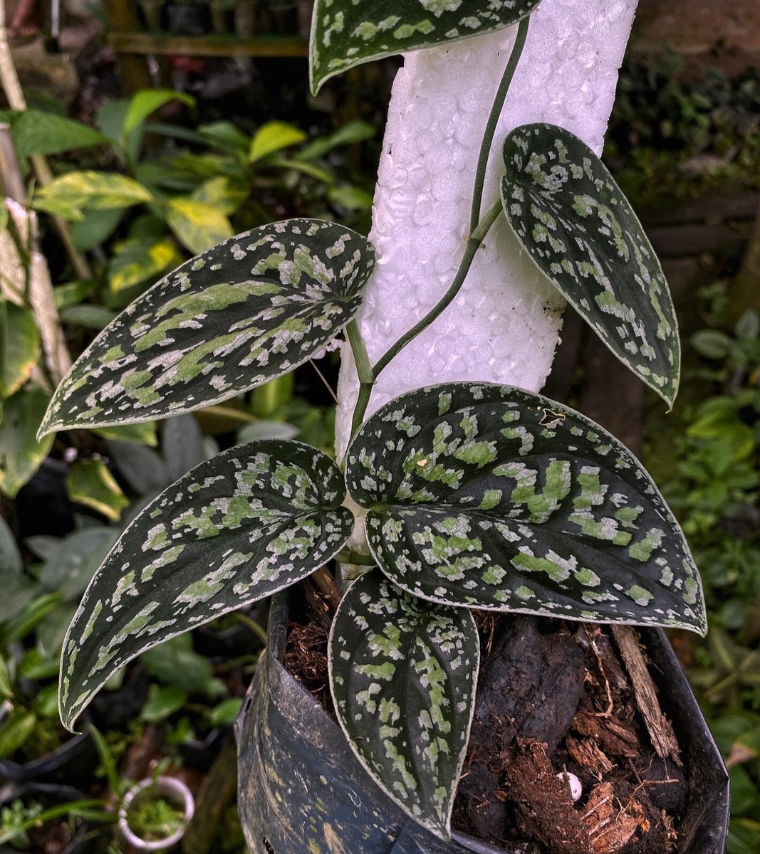 Scindapsus sp Sangau 【公式通販】 Scindapsus sp Sangau 【公式通販】