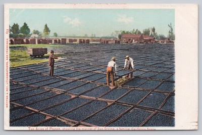 Zehn Hektar Pflaumen Sonnentrocknung Kalifornien Landwirtschaft Landwirtschaft Britton & Rey um 1910