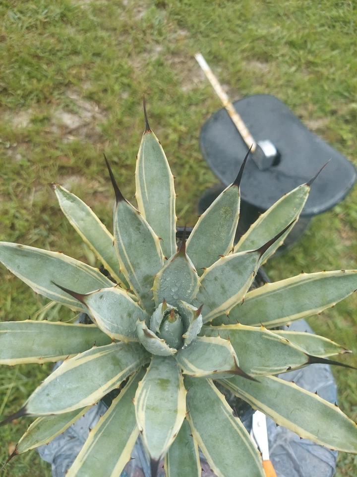 Agave Macroacantha F Variegated ( Blue Ribbon ) - Image 2 of 2