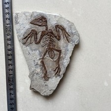 Unique and authentic fossil fossils of ancient organisms A01