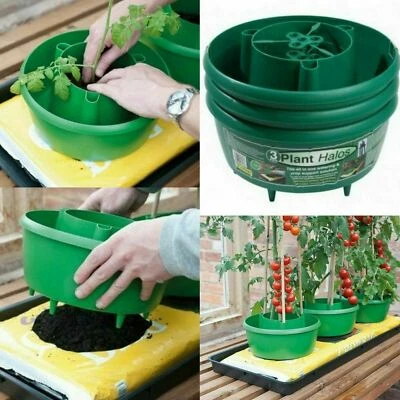 TOMATO PLANT HALO TOMATOES GROW PLANTER GARDEN WATER POT TUB HALOS CANE SUPPORT