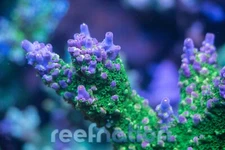 RN Wings of Time Abrolhosensis  Coral Frag SPS Zoa LPS Paly Polyps