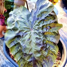 Colocasia Bulb Winter Soldier New Hybrid (Includes All Import Duties And Taxes)