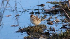 Photografic images of birds, in trees and by the water