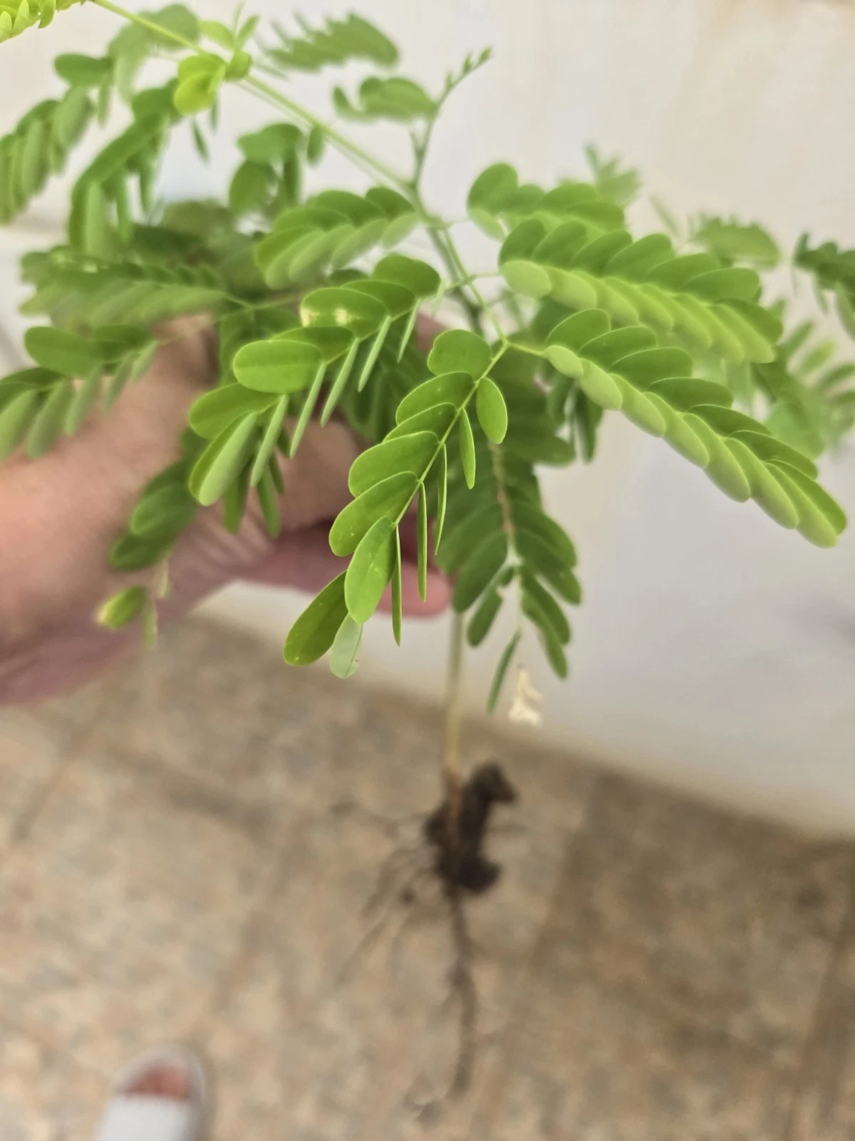 Live seedling Flamboyant from Puerto Rico Poinciana Flame Tree 8" Delonix
Opens in a new window or t