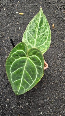 Anthurium Crystallinum Platinum Variegated Real Pict