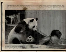 1974 Press Photo Ling-Ling and Hsing-Hsing of Washington National Zoo.