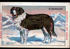IMAGE CHROMO BLEDINE / Publicité BLECAO / CHIEN ST-BERNARD de MONTAGNE