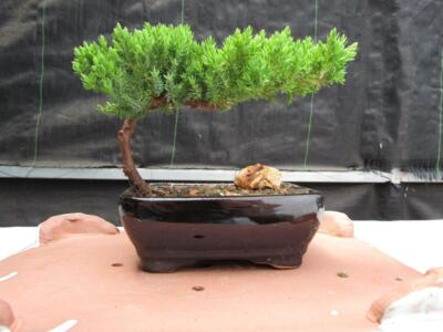 #ad Juniper Bonsai Tree Small $51.99