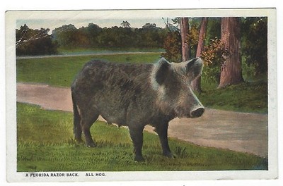 Vintage Postcard-All Hog-Florida Razor Back