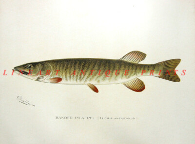 AMERICAN REDFIN GRASS PICKEREL PIKE Old 1895 Sherman DENTON FISH