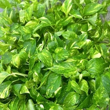 6 PACK LIVE 3" pots Golden Pothos Silver Vine Devil Ivy evergreen houseplant