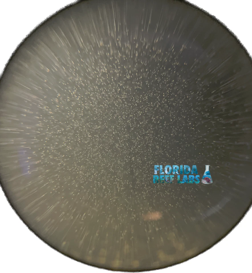 Copépodos vivos (TISBE / TIGRIOPUS - tigger / APOCYCLOPS) 16 oz Florida Reef Labs® Foto 2 de 4