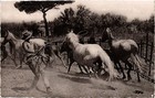 CPA AIGUES-MORTES-Le Crau du Roi (Card) Poursuite d'un cheval sauvage (299764)