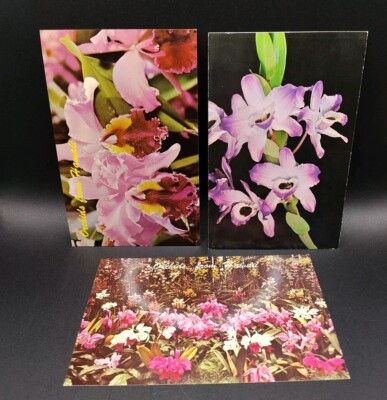 Hawaiian Orchids Postcard Old Vintage Card Hawaii Dendrobium Nobile Orchards